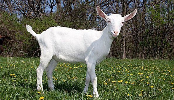 生肖羊的事业线将会越发的平稳,不管做什么事情,都会风生水起,事事