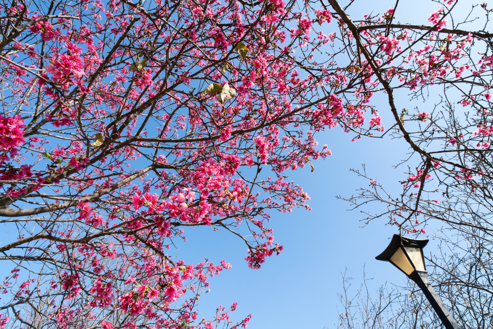 南山最近赏樱地点蛇口华英路景观公园樱花已盛开