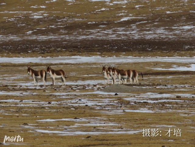 16亿人次共建三江源嘉塘保护地