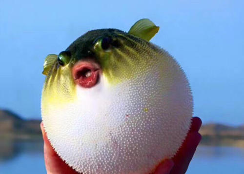 河豚|长江河豚的“困局”：1克毒素30万美元，却走不出“死胡同”？