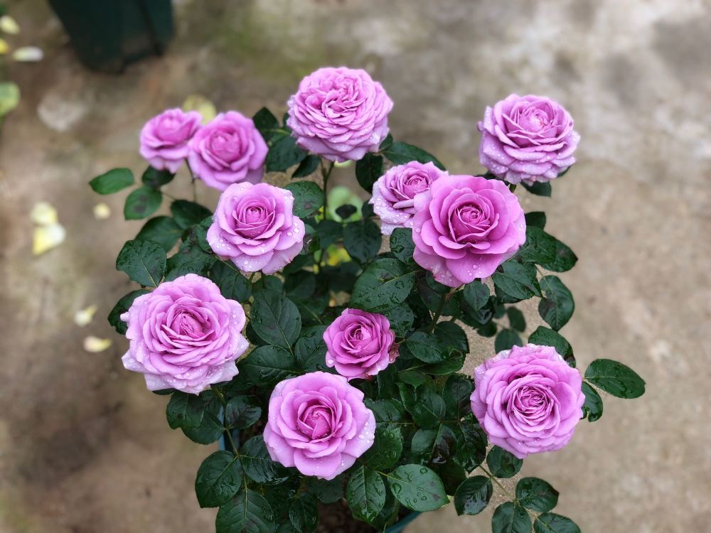 水星王阳台,优秀的盆栽微月,好看又好养,开花勤奋,你值得拥有