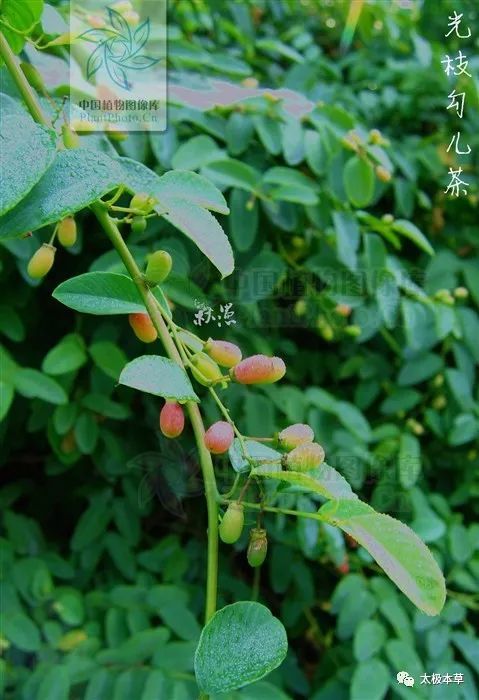 主痈疽疔毒;咳嗽咯血;消化道出血;跌打损伤;烫伤;风湿骨痛;风火牙痛