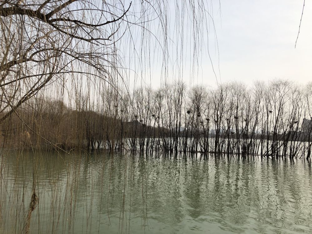 倒春寒|明日雨水，老话说：“雨水无水，惊蛰春寒”，今年会有倒春寒吗？