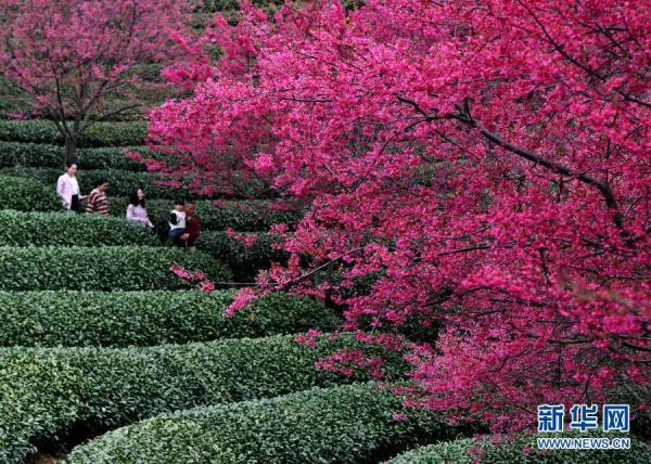 福建永福樱花绽放迎春来