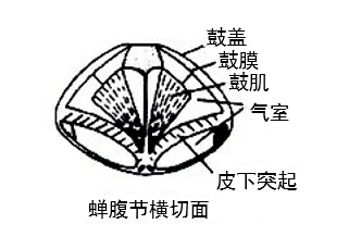 【生物趣闻】蝉鸣:盛夏的协奏曲