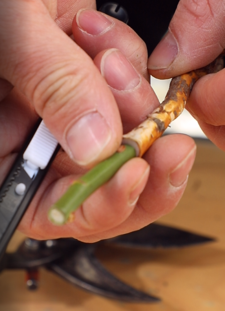 天狼说月季丨1年就爆盆的根接月季原来还能自己做看完你就学会了