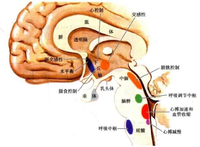 当流经下丘脑的血液变成高渗时,视上核和室旁核神经分泌物质增加,促进