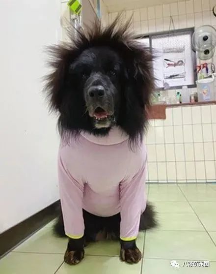 想不到穿衣过程中似乎产生了静电 导致它头上的毛发一根根都飞了起来