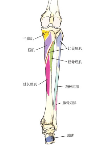 解剖:比目魚肌,脛骨後肌,膕肌,長屈肌和趾長屈肌.3.