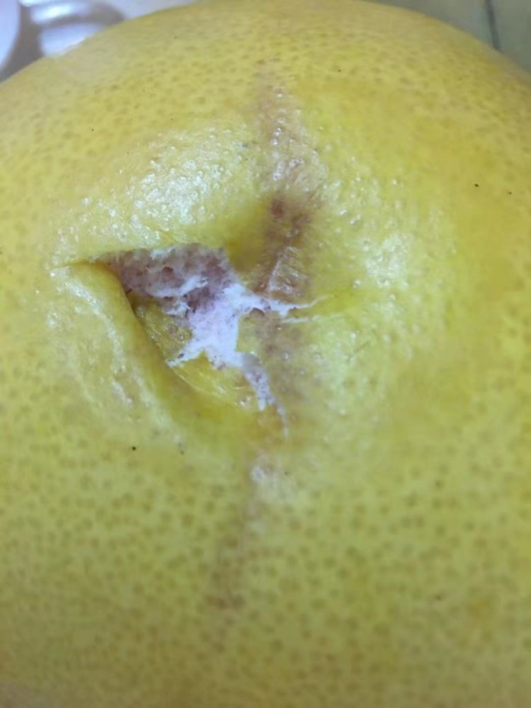 超市配送的柚子长毛投诉两天无人管