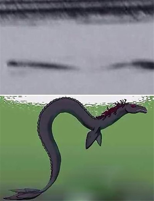 百年只露面3次的水怪,1次被发现在鲸鱼肚子中,被证实是真实存在_腾讯