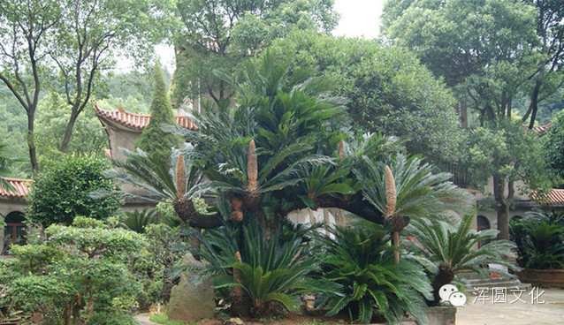 功的体会康本双在八十年代的时候我就跟王安平老师的弟子学站浑圆桩功