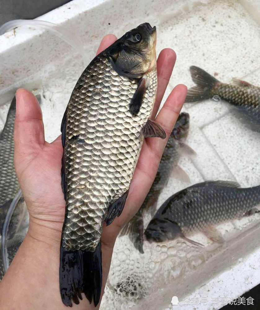 土鲫鱼工程鲫,又叫湘云鲫,是近年来我国培育出来的鲫鱼新品种.