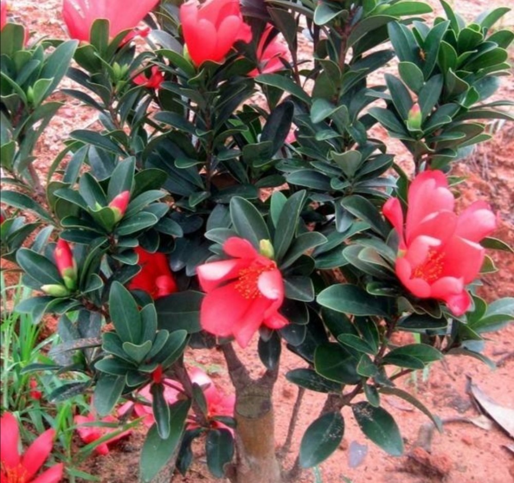 茶花不好养就养盆四季茶花一年四季都开花