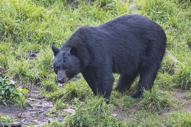 她敢于徒手猎捕狗熊,大概与她家世代是猎人的祖风有关.