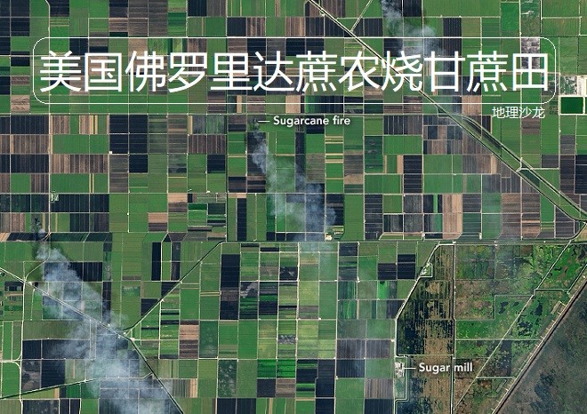 甘蔗|美国佛罗里达的蔗农，为什么会在甘蔗成熟季节放火烧甘蔗田呢？