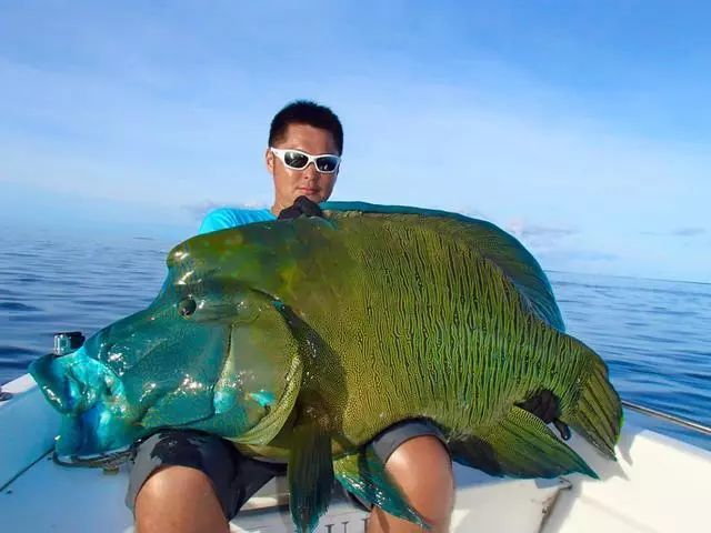 苏眉是无数海钓人疯狂追寻的终极目标,如今惨被吃到濒临灭绝_腾讯新闻