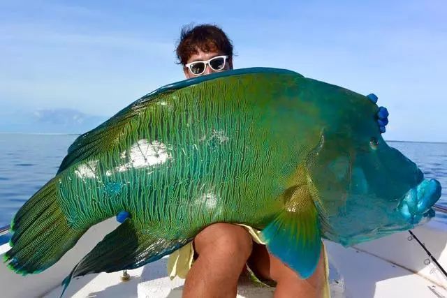 今天就给大家介绍一下帕劳的国宝鱼苏眉,海钓中让无数钓鱼人疯狂的