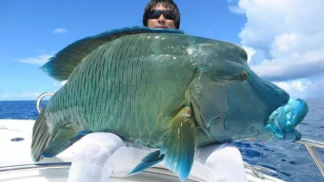 无数的钓鱼人盘踞在印度洋和太平洋的一些礁盘中猎捕苏眉