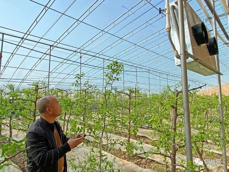 大荔|大荔农民为冬枣大棚装备智能恒温供热管理系统