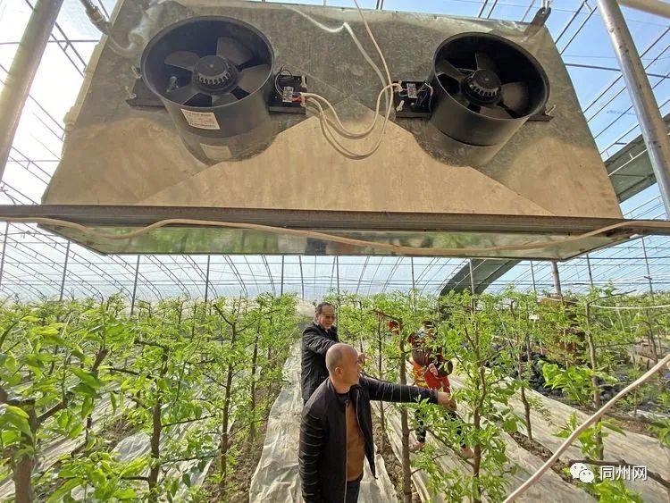 大荔|大荔农民为冬枣大棚装备智能恒温供热管理系统