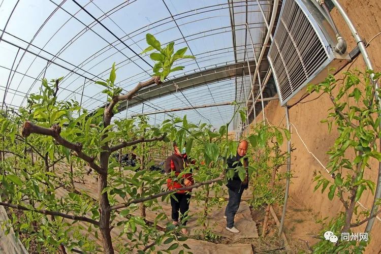 大荔|大荔农民为冬枣大棚装备智能恒温供热管理系统