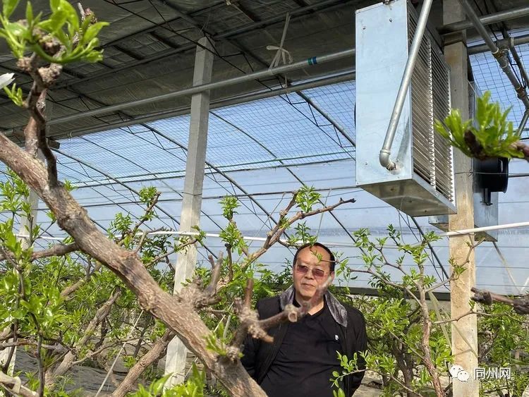 大荔|大荔农民为冬枣大棚装备智能恒温供热管理系统