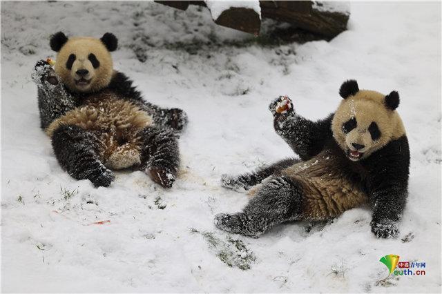 比利时小动物享受冬日雪趣 大熊猫雪中嬉戏打闹太萌了!_腾讯新闻