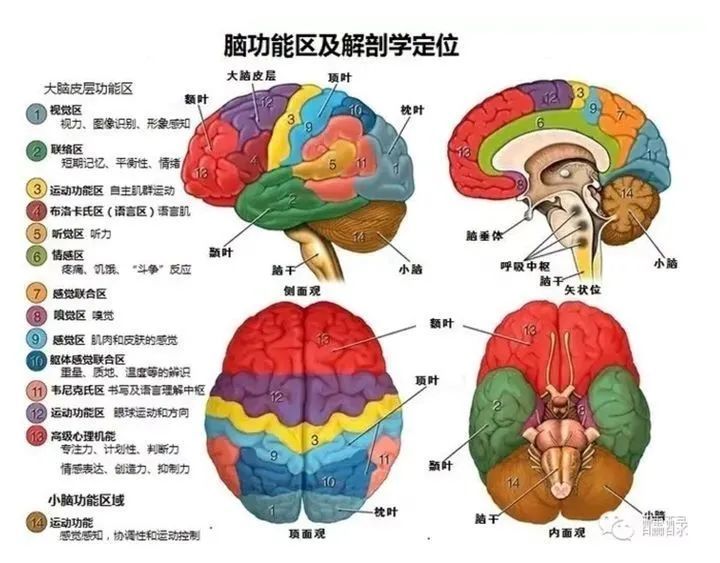 大脑52分区图解图片