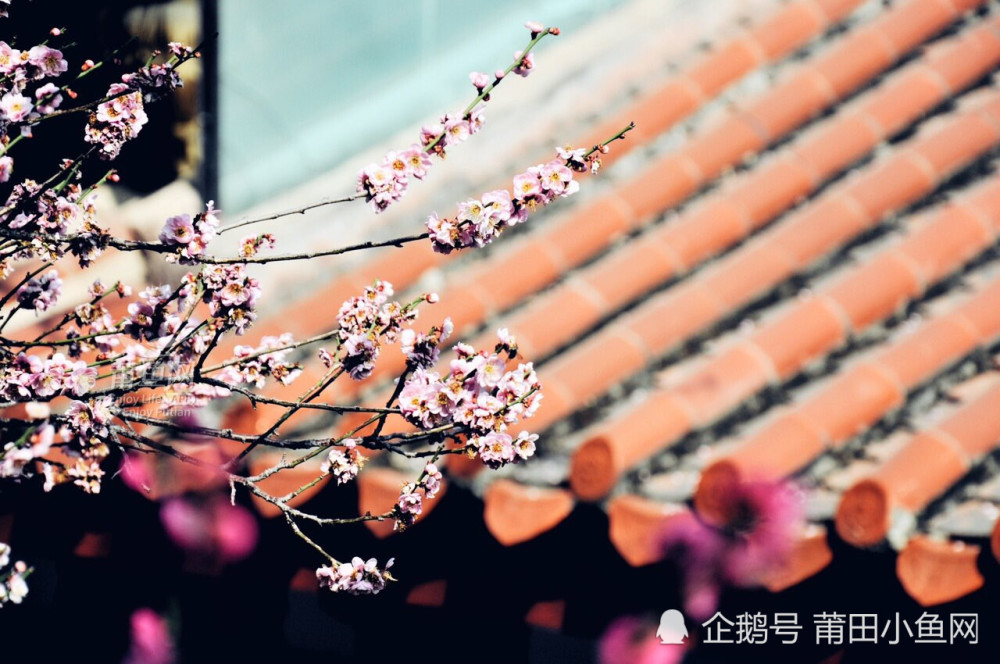 莆田梅峰寺的梅花盛開了寺廟變花海