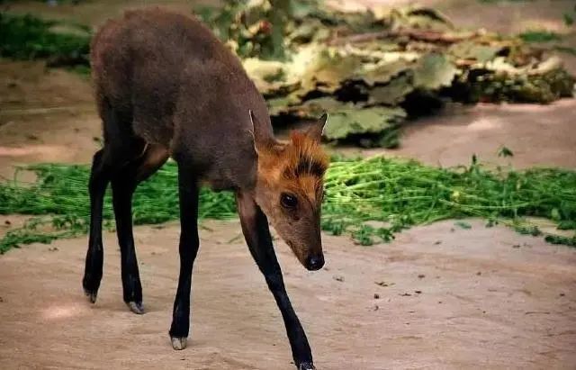 北京動物園的黑麂,圖片來自網絡