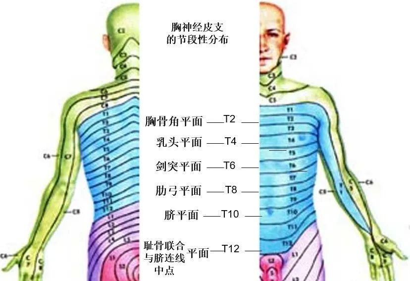 腰叢的分支:髂腹下神經髂腹股溝神經股外側皮神經股神經(femoral