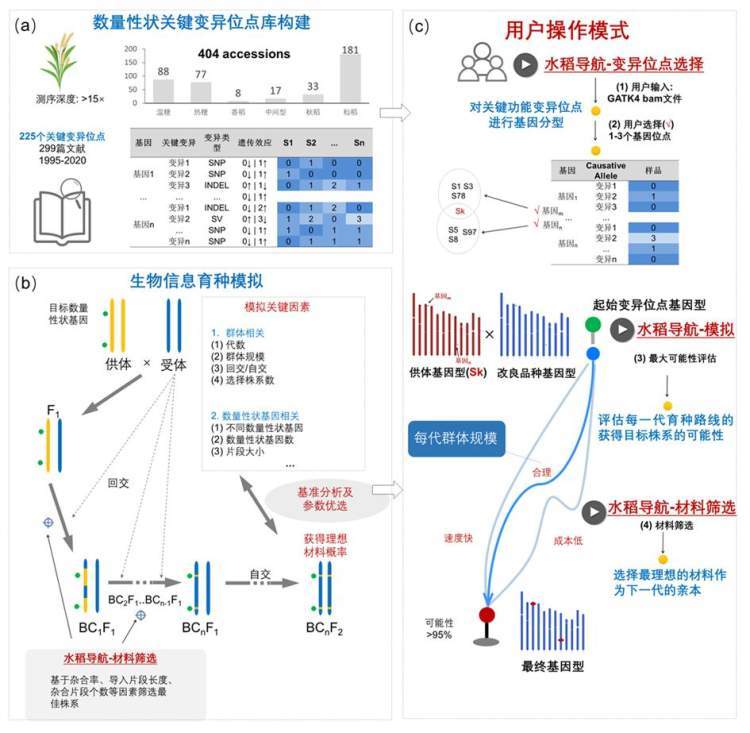 水稻|上海师范大学黄学辉团队在水稻遗传学研究中取得重大突破！