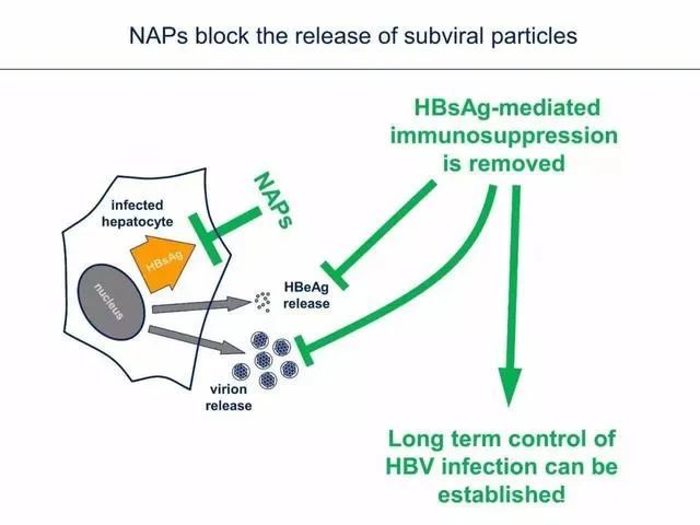 乙肝表面抗原|乙肝在研新药REP 2139，401研究回顾，功能性治愈益处