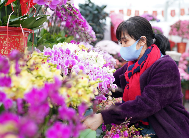 北京今年春节逛花市的要比往年多,节前跳水行情难再现