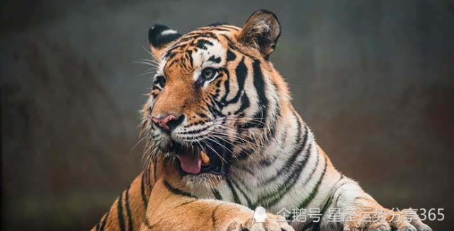 生肖虎的运势属虎人2021年3月运势运程