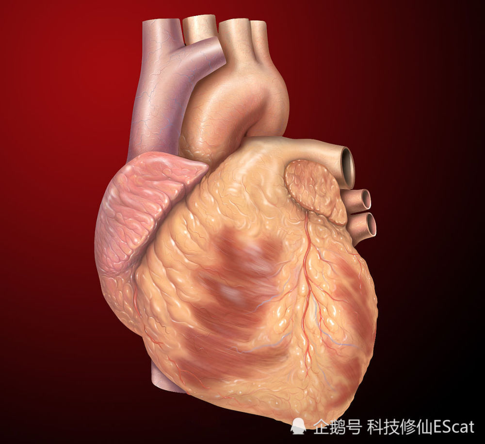 心脏|心脏一生大约跳动30亿次，你以为它很累？其实它活轻事少还特别懒