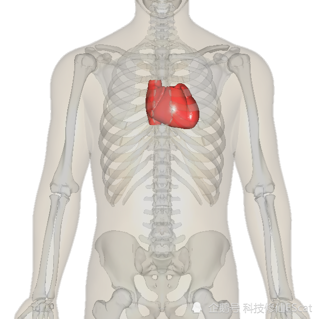 心脏|心脏一生大约跳动30亿次，你以为它很累？其实它活轻事少还特别懒