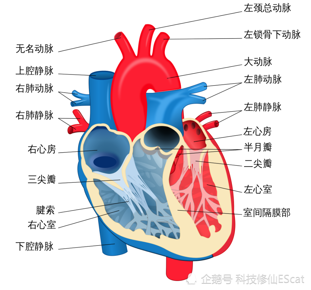 心臟一生大約跳動30億次你以為它很累其實它活輕事少還特別懶