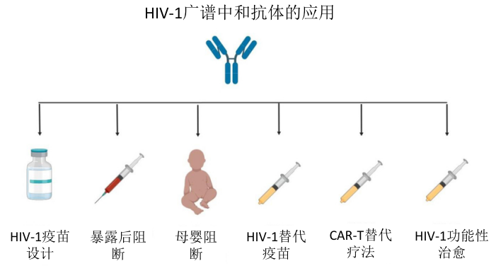 艾滋病|艾滋病治疗的新希望——广谱中和抗体