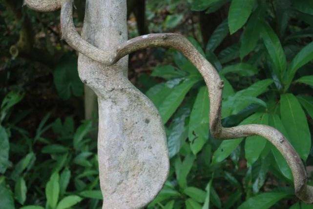 每日一药-榼藤子