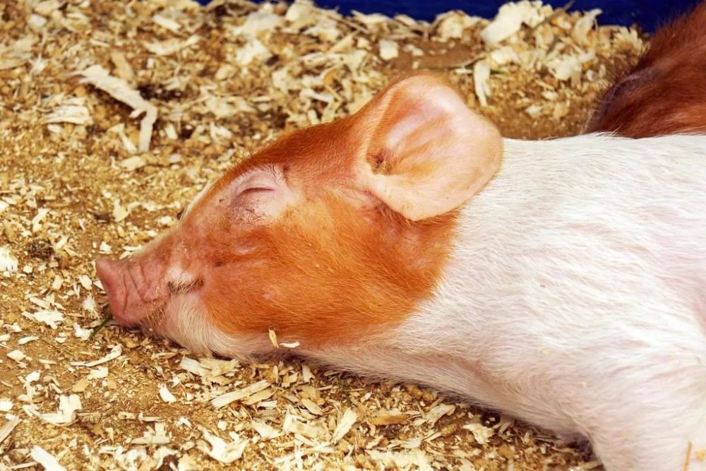 睡眠|海洋动物都是怎么睡觉的？