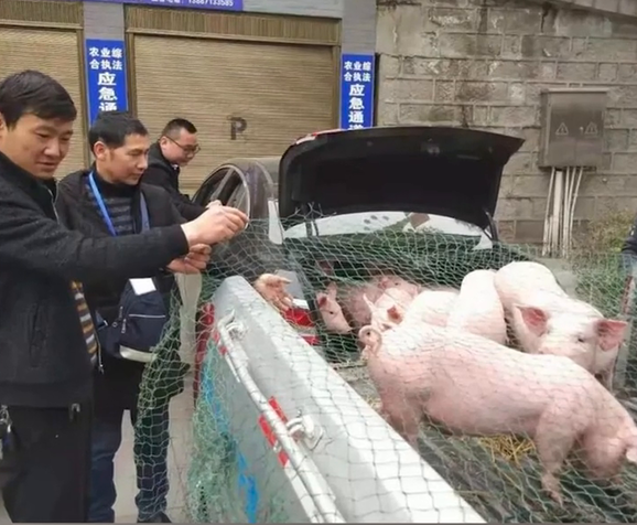 云南一男子开轿车载13头猪崽 网友:看看这满满的年味