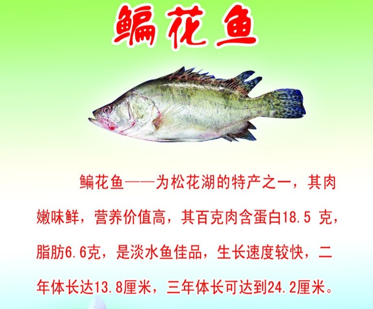 东北人的美味 三花五罗十八子 你知道这些都是什么鱼吗 一 腾讯新闻