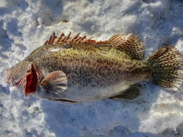 東北人的美味三花五羅十八子你知道這些都是什麼魚嗎一