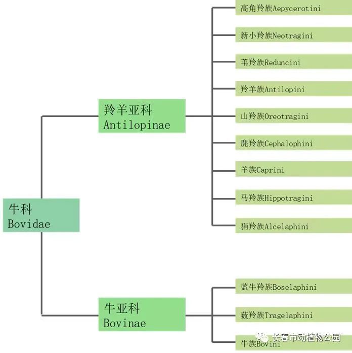 牛科|牛年说牛——还有多少您不知道的牛科动物