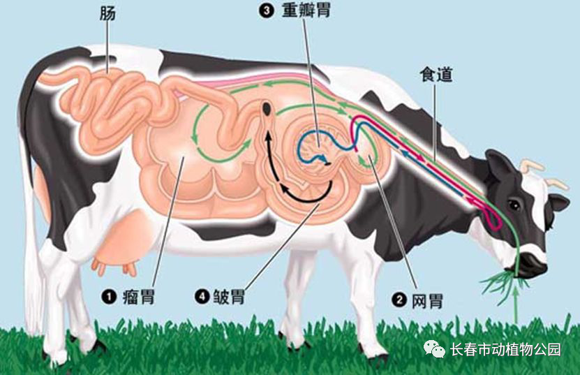 牛科|牛年说牛——还有多少您不知道的牛科动物