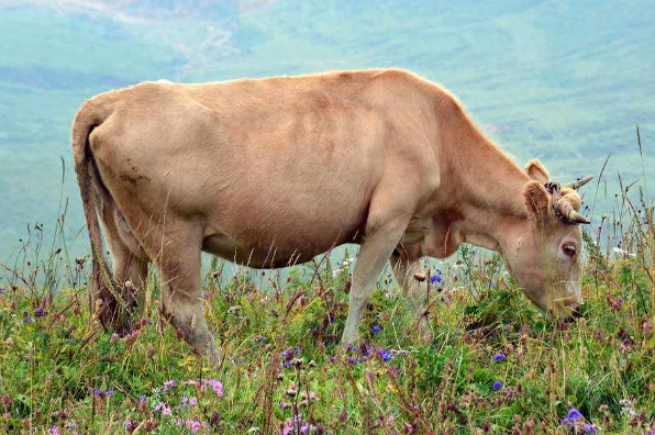 生肖牛:今年最旺财的是什么颜色和数字,要注意什么事情!