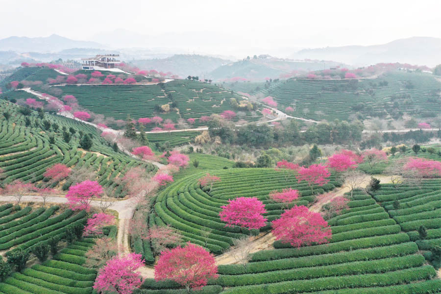 春節前夕,福建省龍巖市的永福櫻花園裡,櫻花競相綻放,美不勝收.