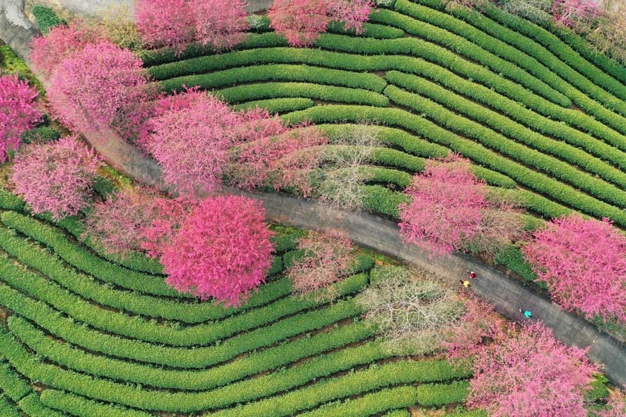 春节前夕,福建省龙岩市的永福樱花园里,樱花竞相绽放,美不胜收.